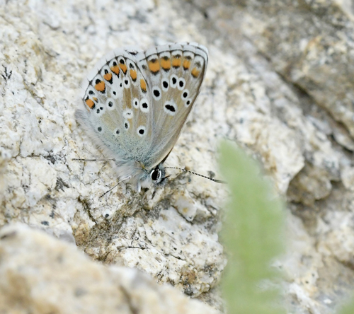Balkan Turkis Blåfugl, Aricia anteros han. Oreini Makedonien Grækenland d. 9 juni 2023. Fotograf: John Vergo