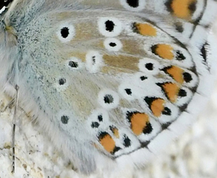 Balkan Turkis Blåfugl, Aricia anteros han. Oreini Makedonien Grækenland d. 9 juni 2023. Fotograf: John Vergo