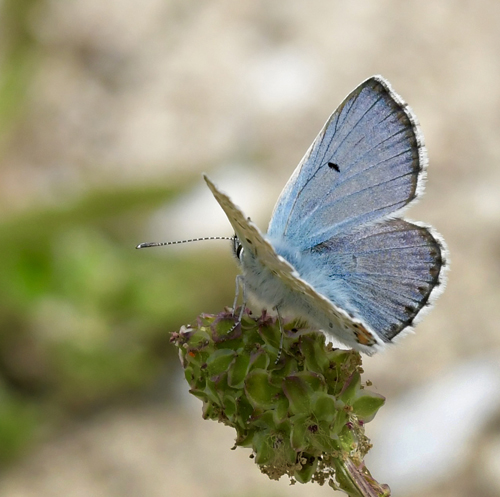 Balkan Turkis Blåfugl, Aricia anteros han. Oreini Makedonien Grækenland d. 9 juni 2023. Fotograf: John Vergo