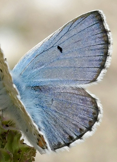 Balkan Turkis Blåfugl, Aricia anteros han. Oreini Makedonien Grækenland d. 9 juni 2023. Fotograf: John Vergo
