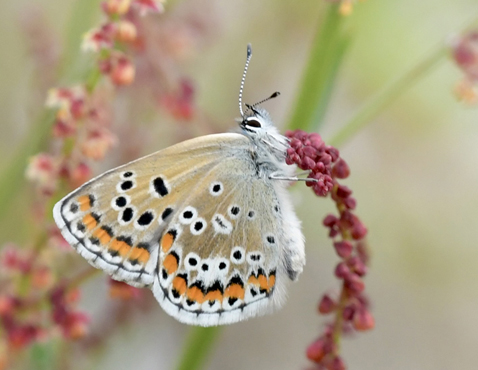 Balkan Turkis Blfugl, Aricia anteros hun. Oreini Makedonien Grkenland d. 9 juni 2023. Fotograf: John Vergo