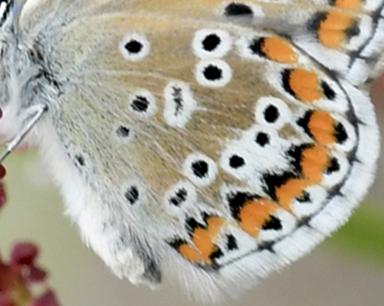 Balkan Turkis Blåfugl, Aricia anteros hun. Oreini Makedonien Grækenland d. 9 juni 2023. Fotograf: John Vergo