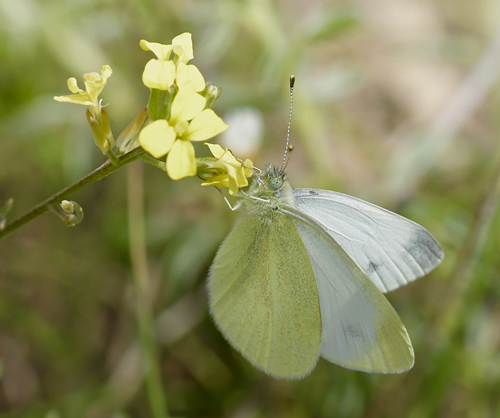 Bjergklsommerfugl, Pieris ergane han. Lailias Skicenter, Oreini Makedonien Grkenland d. 9 juni 2023. Fotograf; John Vergo