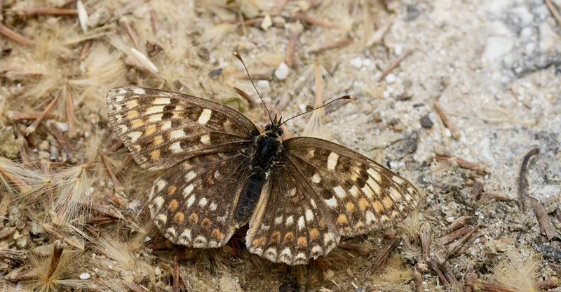 Ungarsk Pletvinge, Melitaea ornata hun. Kapnófyto, Makedonien, Grækenland d. 10 juni 2023. Fotograf; John Vergo