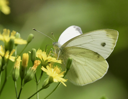 Balkan-Klsommerfugl, Pieris balcana f. herculana han. Agkistro, Sintiki, Makedonien, Grkenland d. 12 juni 2023. Fotograf; John Vergo 