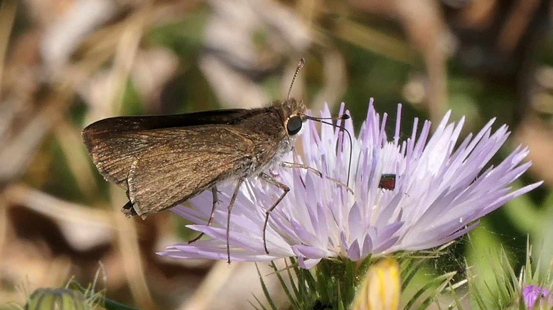 Mrk Chokoladebredpande, Gegenes pumilio. San Vito Lo Capo, Sicilien, Italien d. 27 april 2023. Fotograf; Torben Evald