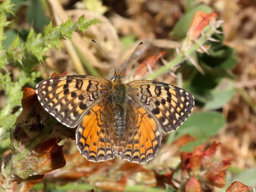 Sydvestlig Pletvinge, Melitaea aetherie ssp. perlinii han og hun. Monte Cupolone 140 m., Montallegro, Sicilien, Italien d. 28 april 2023. Fotograf; Torben Evald