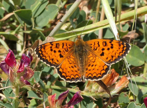 Sydvestlig Pletvinge, Melitaea aetherie ssp. perlinii han og hun. Monte Cupolone 140 m., Montallegro, Sicilien, Italien d. 28 april 2023. Fotograf; Torben Evald