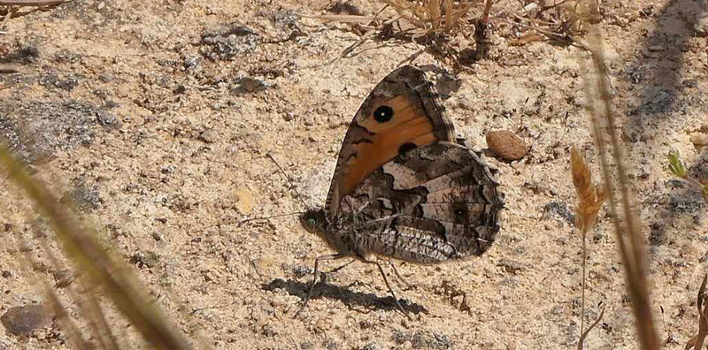 Siciliansk Sandrandje, Hipparchia blachieri. Sicilien, Italien maj 2023. Fotograf; Torben Evald