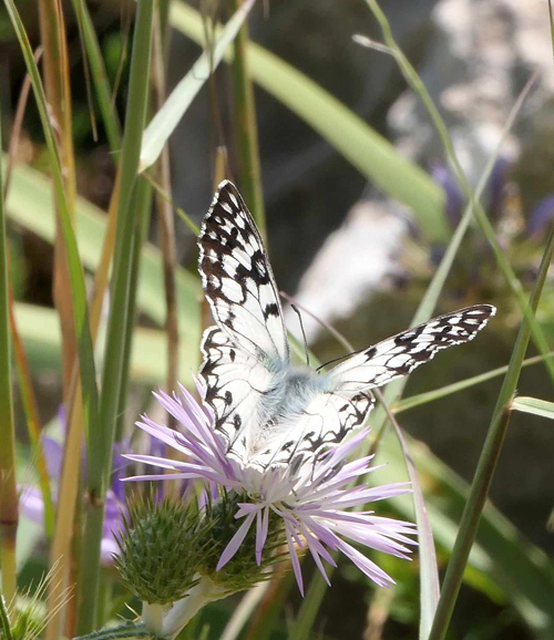 Siciliansk Skakbrætrandøje, Melanargia pherusa. Palermo, Sicilien maj 2023. Fotograf; Torben Evald