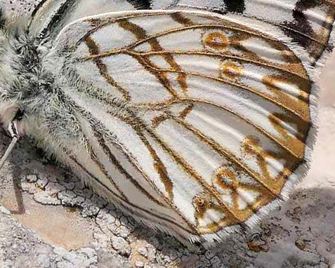 Siciliansk Skakbrætrandøje, Melanargia pherusa. Palermo, Sicilien maj 2023. Fotograf; Torben Evald
