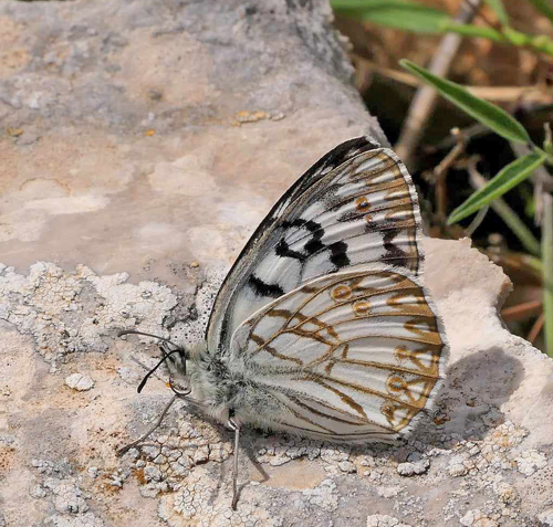 Siciliansk Skakbrætrandøje, Melanargia pherusa. Palermo, Sicilien maj 2023. Fotograf; Torben Evald