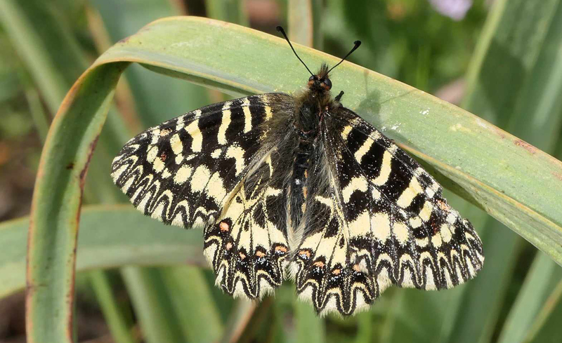 Italiensk Guirlandesommerfugl, Zerynthia cassandra. Monte San Leo 1040-1080 m., Ragalna, Sicilien, Italien d. 24 april 2023. Fotograf; Torben Evald