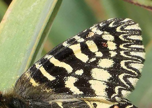 Italiensk Guirlandesommerfugl, Zerynthia cassandra. Monte San Leo 1040-1080 m., Ragalna, Sicilien, Italien d. 24 april 2023. Fotograf; Torben Evald