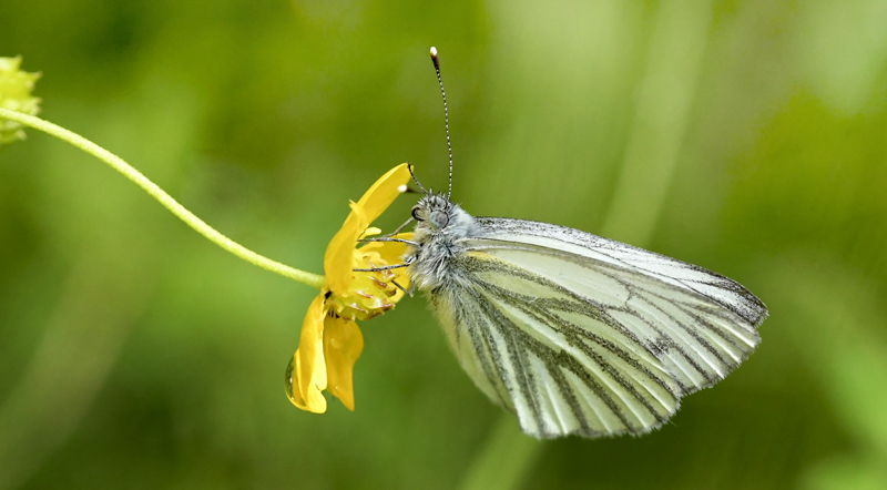 Mrk Bjergklsommerfugl, Pieris bryoniae han. Val di Fumo 1806m., Trentino, Italien d. 1 juli 20123. Fotograf; John Vergo