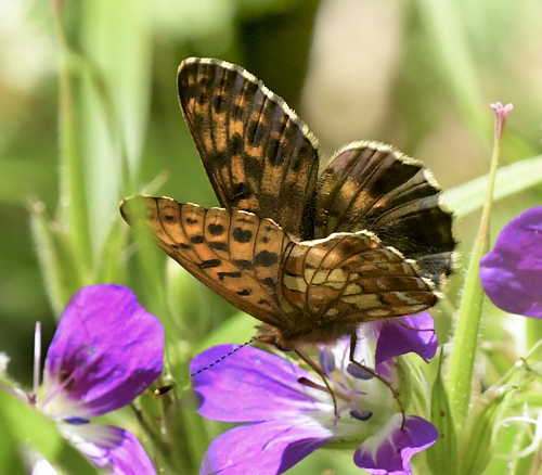 Thors Perlemorsommerfugl, Boloria thore ssp. thore (Hbner, 1806). Val Di Rabbi 1560 m., Trentino, Italien d. 5 juli 2023. Fotograf; John Vergo