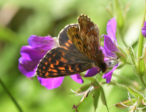 Thors Perlemorsommerfugl, Boloria thore ssp. thore (Hbner, 1806). Val Di Rabbi 1560 m., Trentino, Italien d. 5 juli 2023. Fotograf; John Vergo