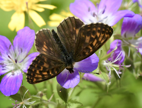 Thors Perlemorsommerfugl, Boloria thore ssp. thore (Hbner, 1806). Val Di Rabbi 1560 m., Trentino, Italien d. 5 juli 2023. Fotograf; John Vergo