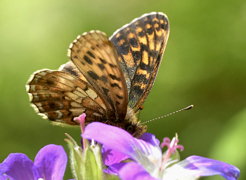 Thors Perlemorsommerfugl, Boloria thore ssp. thore (Hbner, 1806). Val Di Rabbi 1560 m., Trentino, Italien d. 5 juli 2023. Fotograf; John Vergo