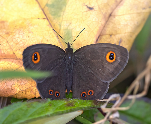 Heteropsis species. Andasibe, Rserve spciale d'Analamazoatra, Madagascar 9 oct. 2023. Photographer; Knud Ellegaard