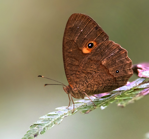 Heteropsis species. Karibotel Ranomafana Madagaskar 16 oct. 2023. Photographer; Knud Ellegaard