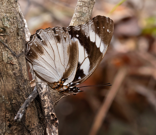 Deceptive Diadem, Hypolimnas deceptor (Doubleday, 1845). Accueil du parc Zombitse-Vohibasia, Madagascar 19 oct. 2023. Photographer; Knud Ellegaard