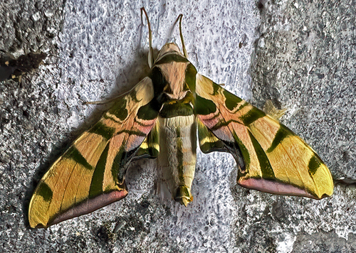 Lavender Sphinx, Batocnema coquerelii (Boisduval, 1875). Karibotel Ranomafana Madagaskar 16 oct. 2023. Photographer; Knud Ellegaard