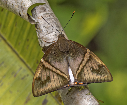 Banana Stem Borer, Telchin licus ssp. talboti (Lathy, 1922). Itamandi, Rio Arajuno, Ecuador d. 4 april 2023. Fotograf; John S. Petersen