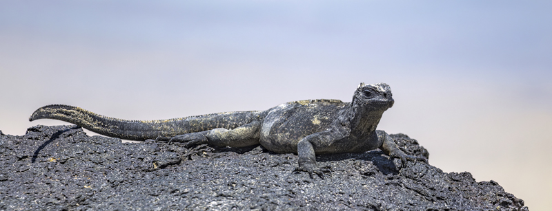 Galapagos Havleguanen, Amblyrhynchus cristatus. Isla Isabella, Galapagos, Ecuador d. 12 april 2023. Fotograf; John S. Petersen