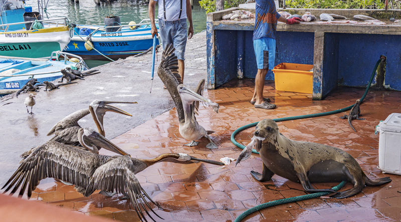 Fiskemarked, Isla Santa Cruz, Galapagos, Ecuador d. 15 april 2023. Fotograf; John S. Petersen