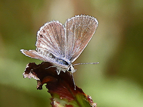 Ramon Blue, Hemiargus ramon (Dognin, 1887) female. Isla Santa Cruz, Galapagos, Ecuador d. 11 april 2023. Fotograf; Lisa la Cour