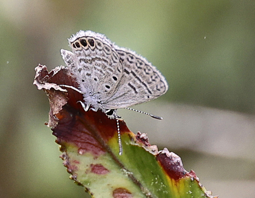 Ramon Blue, Hemiargus ramon (Dognin, 1887) female. Guayaquil, Ecuador d. 11 april 2023. Fotograf; Lisa la Cour