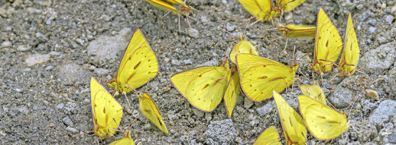 Dimera sulphur, Colias dimera (E. Doubleday, 1847). Termas, Papalacta, Ecuador d. 3 april 2023. Fotograf; John S. Petersen