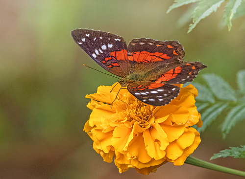 Brown Peacock, Anartia amathea (Linnaeus, 1758). Itamandi, Rio Arajuno, Ecuador d. 4 april 2023. Fotograf; John S. Petersen