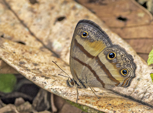 Penelope's Ringlet, Cissia penelope (Fabricius, 1775). Itamandi, Rio Arajuno, Ecuador d. 4 april 2023. Fotograf; John S. Petersen