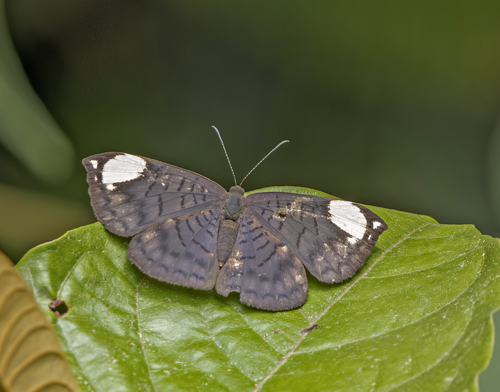 White-patched Emesis, Emesis lucinda (Cramer, 1775). Itamandi, Rio Arajuno, Ecuador d. 4 april 2023. Fotograf; John S. Petersen