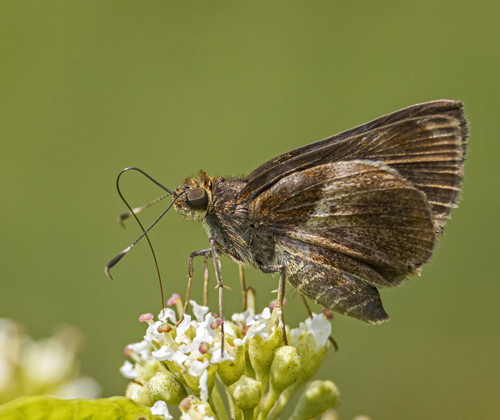 Black-spot Remella, Remella remus (Fabricius, 1798). Itamandi, Rio Arajuno, Ecuador d. 5 april 2023. Fotograf; John S. Petersen