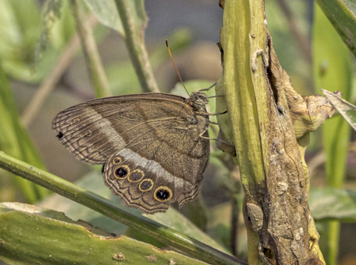 Plain Satyr, Cissia pompilia (C. Felder & R. Felder, 1867). Itamandi, Rio Arajuno, Ecuador d. 5 april 2023. Fotograf; John S. Petersen