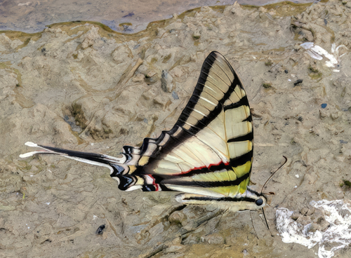 Rothschild's Swordtail, Protesilaus earis (Rothschild & Jordan, 1906). Itamandi, Rio Arajuno, Ecuador d. 5 april 2023. Fotograf; John S. Petersen