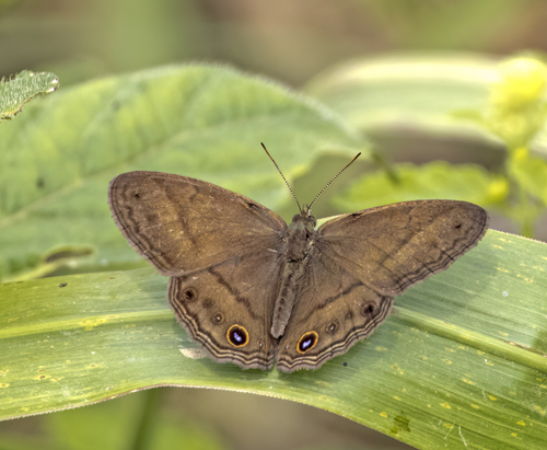 Plain Satyr, Cissia pompilia (C. Felder & R. Felder, 1867).Itamandi, Rio Arajuno, Ecuador d. 5 april 2023. Fotograf; John S. Petersen