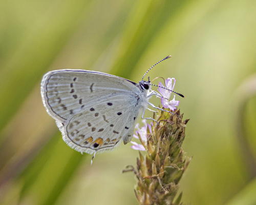 Eastern Tailed-Blue, Cupido comyntas ssp. texana (F. Chermock, 1945). Itamandi, Rio Arajuno, Ecuador d. 5 april 2023. Fotograf; John S. Petersen