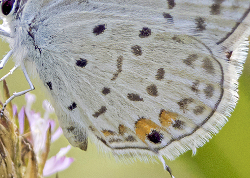 Eastern Tailed-Blue, Cupido comyntas ssp. texana (F. Chermock, 1945). Itamandi, Rio Arajuno, Ecuador d. 5 april 2023. Fotograf; John S. Petersen