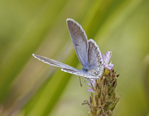 Eastern Tailed-Blue, Cupido comyntas ssp. texana (F. Chermock, 1945). Itamandi, Rio Arajuno, Ecuador d. 5 april 2023. Fotograf; John S. Petersen