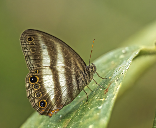 White Satyr, Pareuptychia ocirrhoe (Fabricius, 1776). Itamandi, Rio Arajuno, Ecuador d. 5 april 2023. Fotograf; John S. Petersen