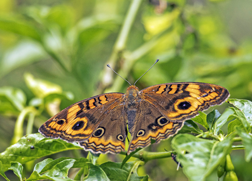 Tropical Buckeye, Junonia evarete ssp. fuscescens (A. Butler, 1901). Itamandi, Rio Arajuno, Ecuador d. 5 april 2023. Fotograf; John S. Petersen