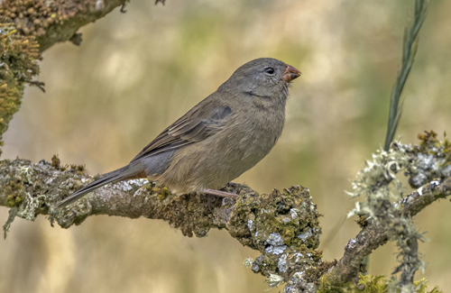 Blgr Andesfinke, Phrygilus unicolor. Termas, Papalacta, Ecuador d. 3 april 2023. Fotograf; John S. Petersen