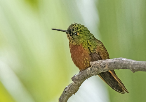 Kolibri. San Isidro, Ecuador d. 3 april 2023. Fotograf; John S. Petersen
