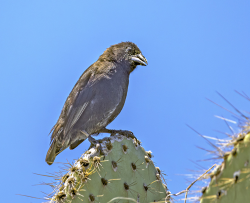 Kaktusfinke, Geospiza scandens. Isla Isabella, Galapagos, Ecuador d. 12 april 2023. Fotograf; John S. Petersen