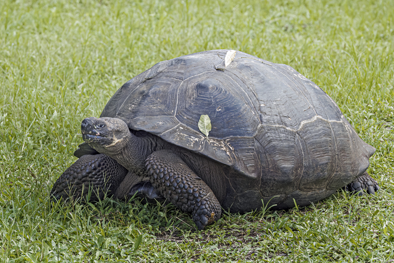 Elefantskildpadde/Galpagos giant tortoise, Chelonoidis niger ssp. porteri (Rothschild, 1903). Isla Santa Cruz, Galapagos, Ecuador d. 11 april 2023. Fotograf; Lisa la Cour