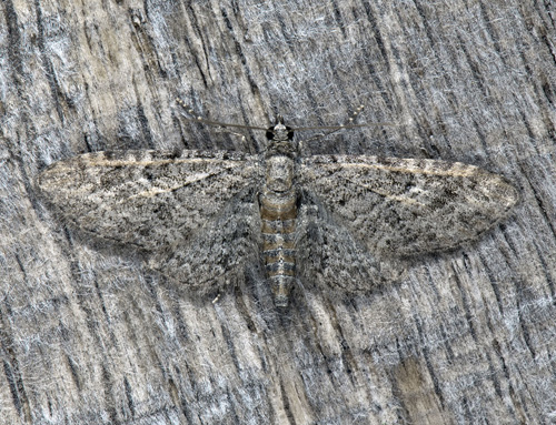 Alvarmalmtare , Eupithecia orphnata. Sandby, land, Sverige d. 15 juni 2023. Fotograf; Mats Lindeborg, Hkan Johansson, Fredrik Bjerding
